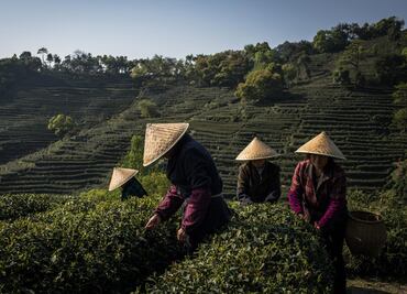El té verde, el mejor aliado para evitar el mal de Alzheimer