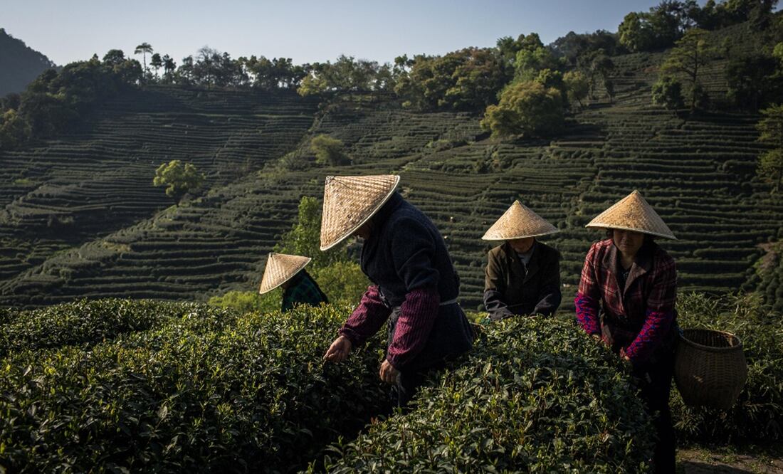 Plantación de té verde en Hangzhou, provincia china. Foto: EFE, archivo