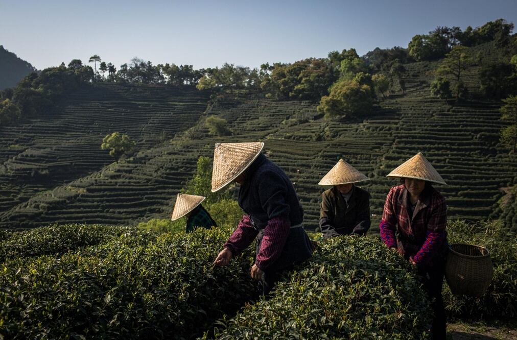 Plantación de té verde en Hangzhou, provincia china. Foto: EFE, archivo