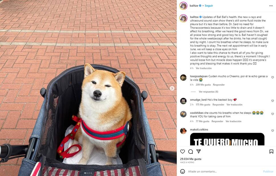 "Cheems" ha mostrado mejorías en su última visita al veterinario. / Foto: Instagram.