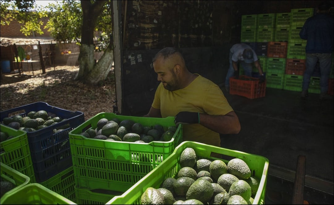 Las 10.000 toneladas representan un 8 % de las 130.000 que serán exportadas a nivel nacional. FOTO: AP