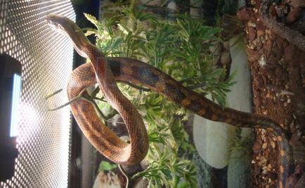 Hallan animales muertos en dos sucursales de Maskota