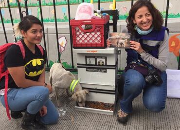 Piden a peregrinos no abandonar perros durante su camino a la Basílica