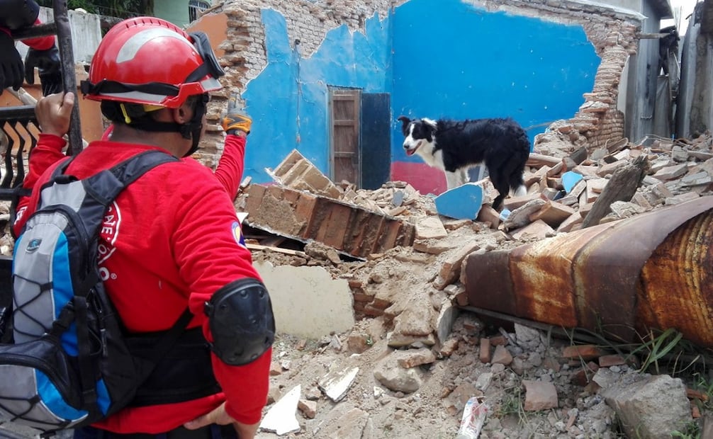 Binomios caninos de rescate apoyan en la localización de personas durante operativos de emergencia. Foto: @topos