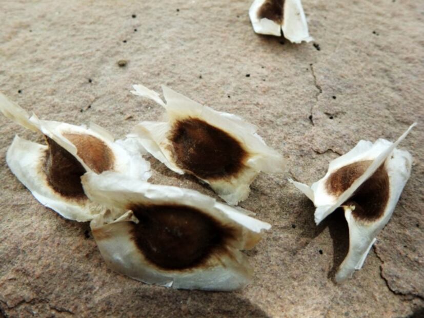 Conoce los múltiples beneficios de la moringa, el "árbol milagro"