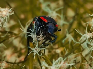 La importancia de incluir insectos a tu dieta