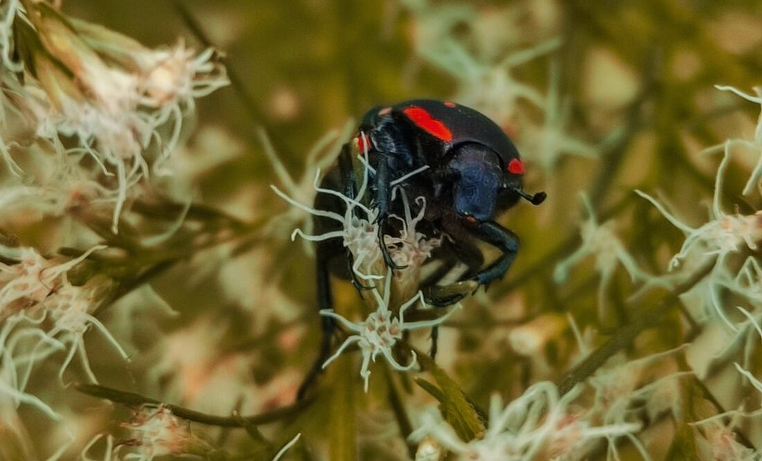 Foto: Adhista Raw / Pexels