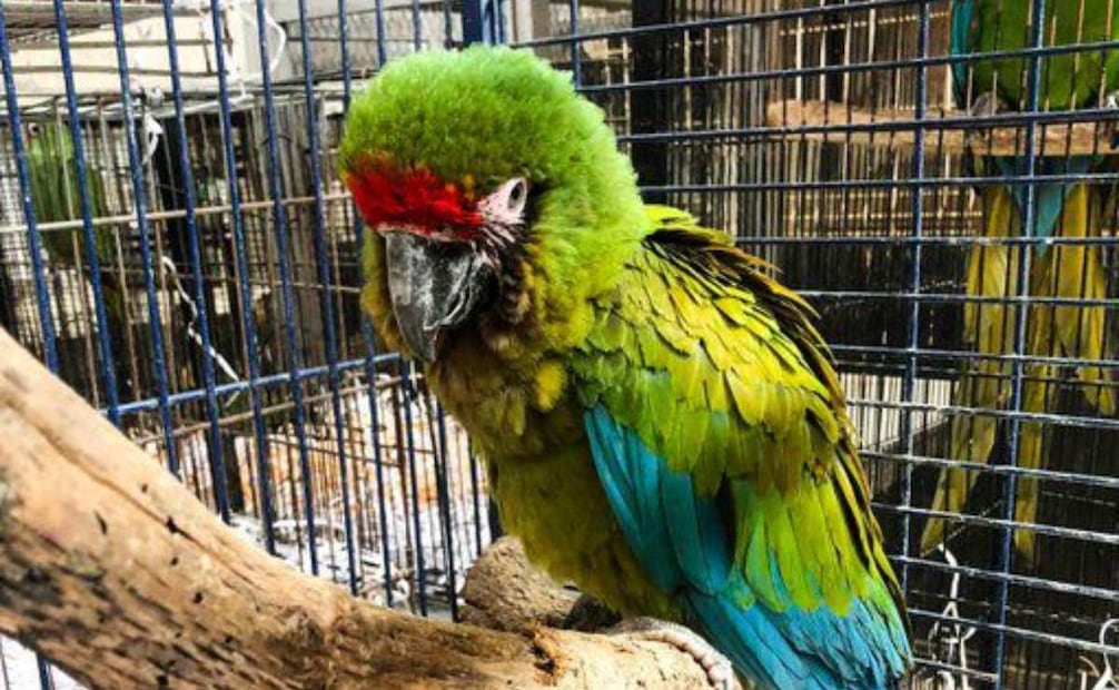 Profepa asegura monos araña, loros y una guacamaya en operativos contra tráfico de fauna en Guadalajara (29/12/25). Foto: Profepa