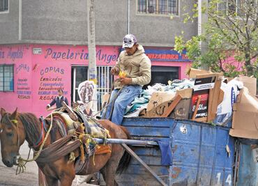 Aprueban en NL ley de protección animal