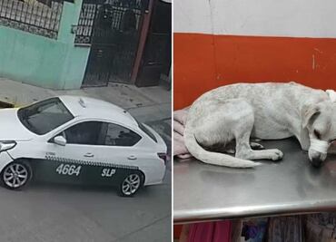 VIDEO: Taxista atropella y mata a perrito en SLP; piden justicia