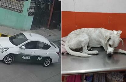 VIDEO: Taxista atropella y mata a perrito en SLP; piden justicia