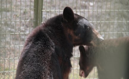 Profepa traslada a 7 osos de NL a Puebla