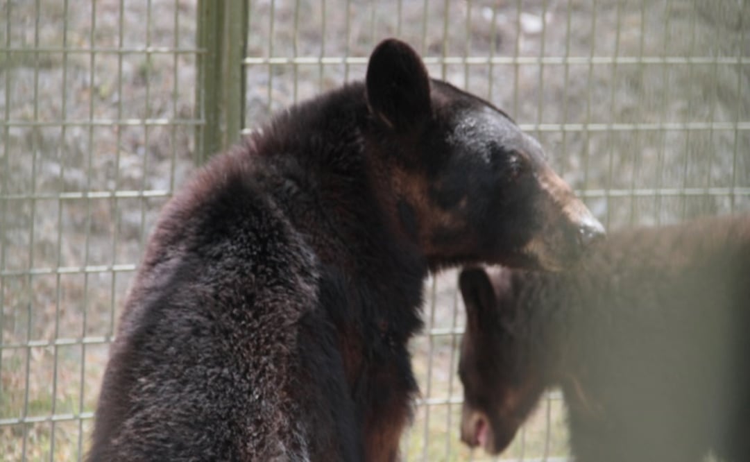 Foto: Profepa.gob.mx   