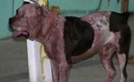 Pitbull que mató a ladrón estará en observación