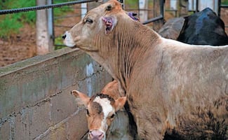 De 15 mil mdp, afectación por gusano barrenador