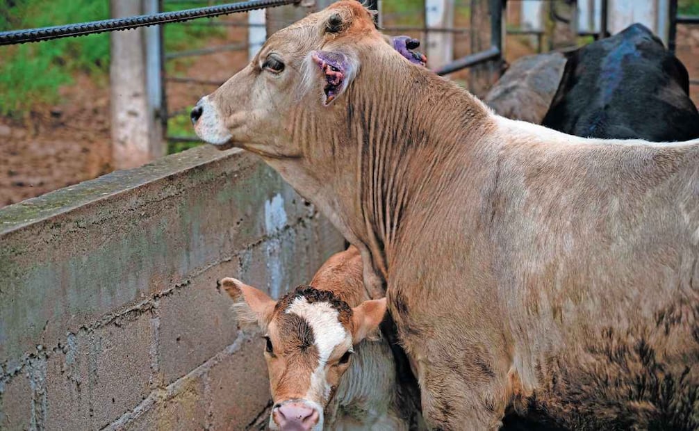 Para combatir la plaga se reforzaron las reglas de movilización del ganado, con tratamientos obligatorios y puntos de revisión. Foto: Archivo / CUARTOSCURO