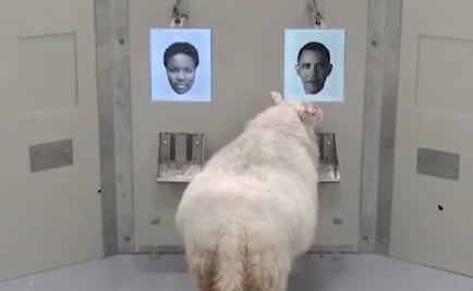 Ovejas reconocen a Obama y a Emma Watson en una foto