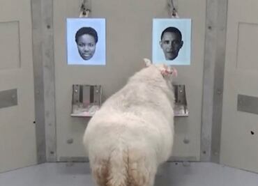 Ovejas reconocen a Obama y a Emma Watson en una foto