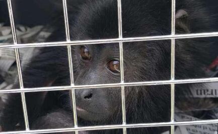 ¡Con los changuitos no!; Profepa inicia acciones de prevención para proteger a primates del calor