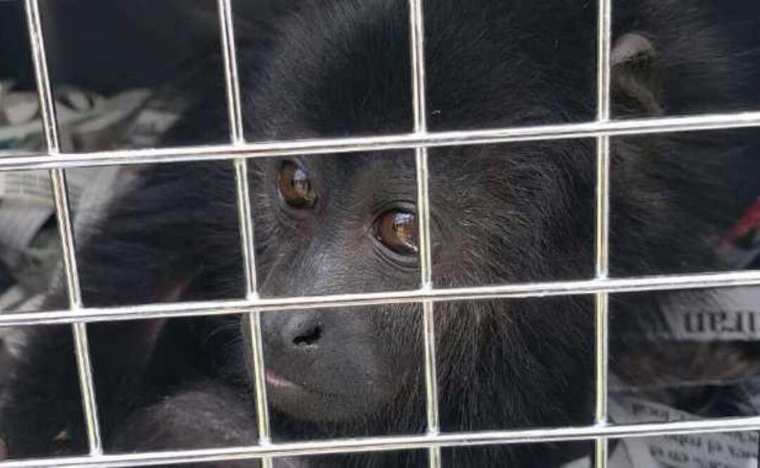 La Profepa aseguró que continuará atenta a los informes de la ciudadanía, llevando a cabo reuniones para difundir el protocolo de atención con los actores locales. Foto: Especial