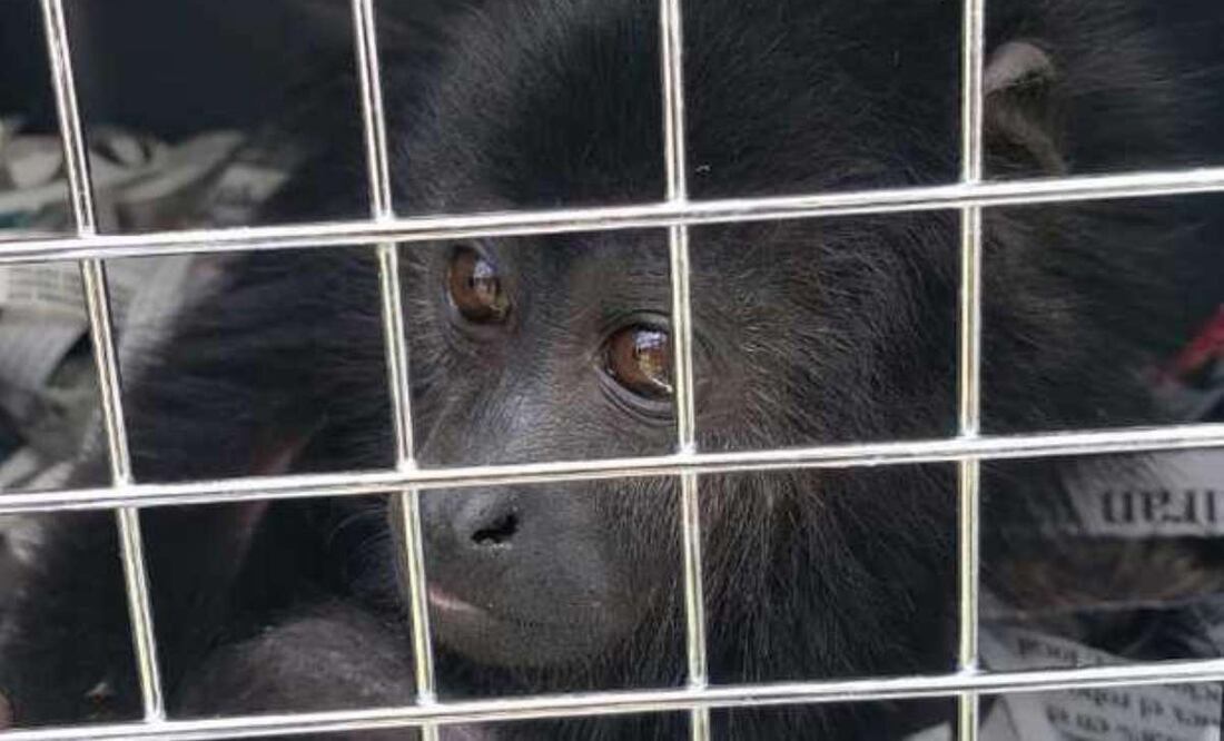La Profepa aseguró que continuará atenta a los informes de la ciudadanía, llevando a cabo reuniones para difundir el protocolo de atención con los actores locales. Foto: Especial
