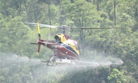 Controlan plaga en bosque de pinos de Guerrero