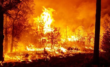 Chihuahua acumula 15 incendios forestales activos; 224 combatientes buscan controlarlos