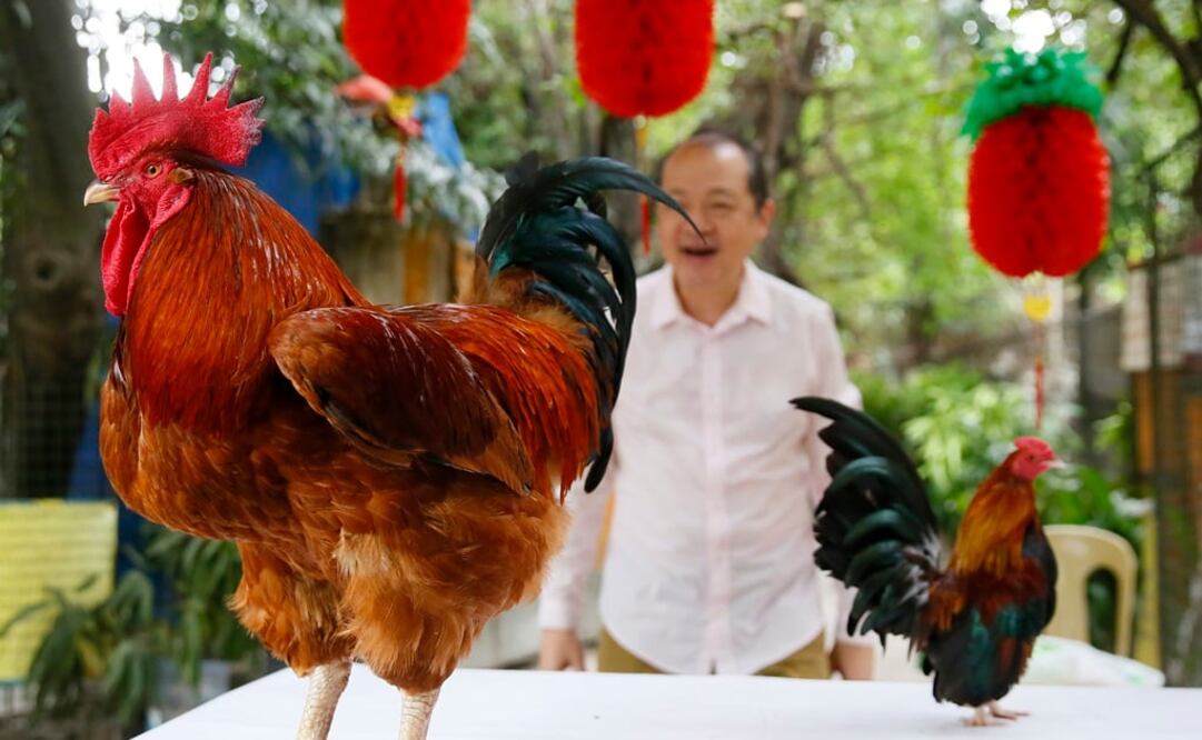 Manny Tangco, propietario del zoo de Malabon, presenta un gallo rojo gigante de Francia llamado "Mr. Universe" y otro más pequeño llamado "Pequeño pero terrible" de Malasia. (AP)