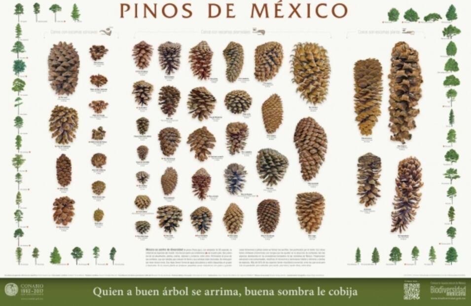 Árbol de Navidad: ¿sabes cuántas especies de pinos hay en México?