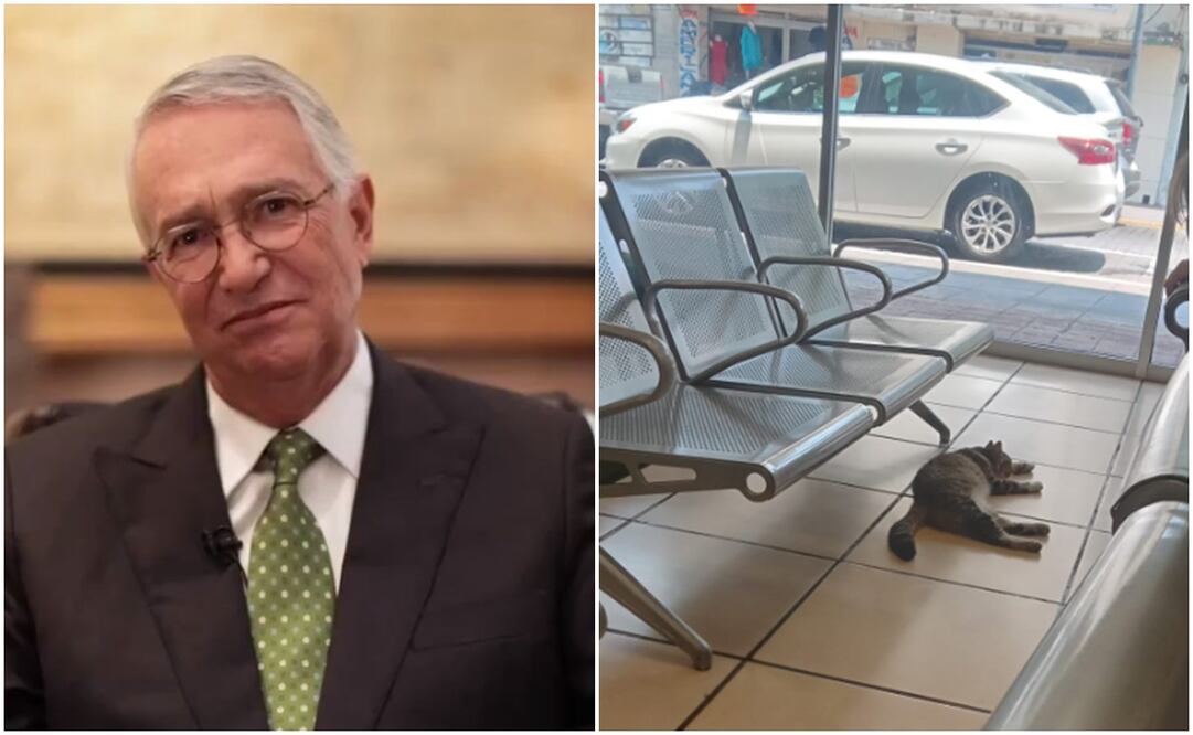 Fue difundida la foto de un tierno gatito que encontró refugio del calor en una de las tiendas que pertenecen a Grupo Salinas. Foto: X