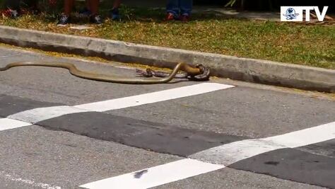 Captan enfrentamiento mortal de pitón vs cobra