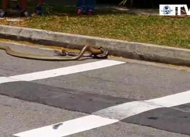 Captan enfrentamiento mortal de pitón vs cobra