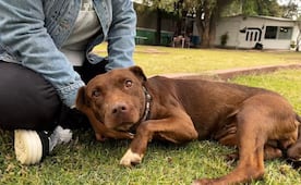 ¡Lomitofest! El Centro de Transferencia Canina del metro cumple nueve años ayudando a muchos perros