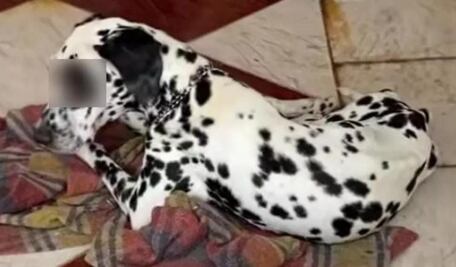 Indignación por nuevo caso de crueldad animal en Yucatán; perrito "Jack" muere de hambre y enfermedad