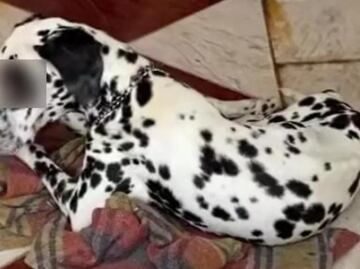 Indignación por nuevo caso de crueldad animal en Yucatán; perrito "Jack" muere de hambre y enfermedad