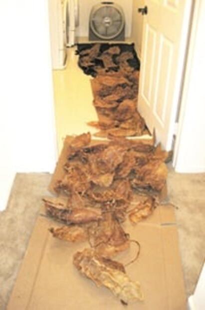 El Foco. Con unos suegros así... La fortuna de la familia