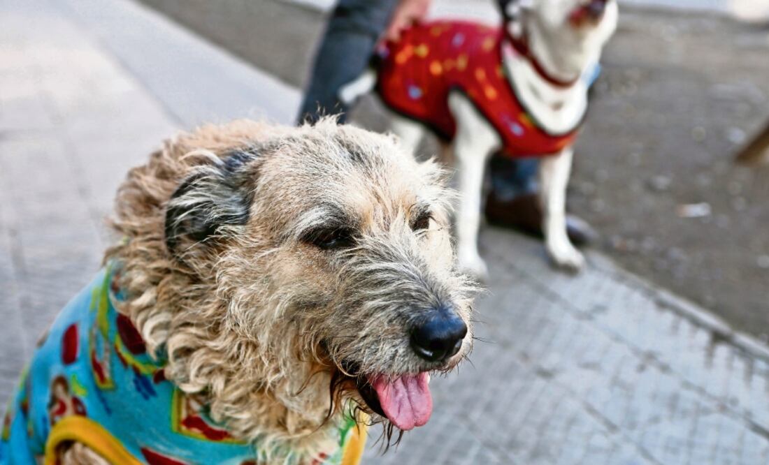 Prote gidos. Flo, un perro abandonado, espera su turno para ser alimentado. Chile sancionará el maltrato animal, incluyendo el abandono de mascotas (ESTEBAN FELIX. AP)