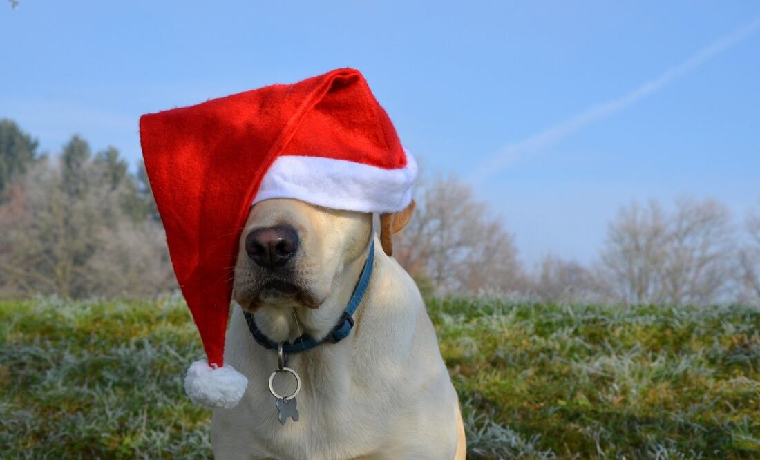 Prepárate para reenviar estos memes a todos tus contactos y grupos de WhatsApp. Imagen Pixabay