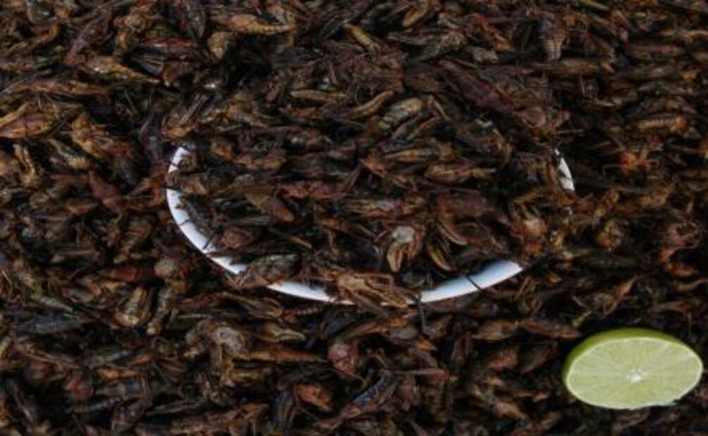 Los platillos más exóticos de México