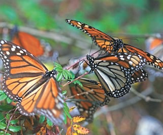 Monarcas, en riesgo por recortes de presupuesto