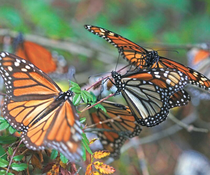 Los bosques a donde arriba la mariposa monarca se encuentran en buen estado e incluso fueron reconocidos internacionalmente. Foto/
