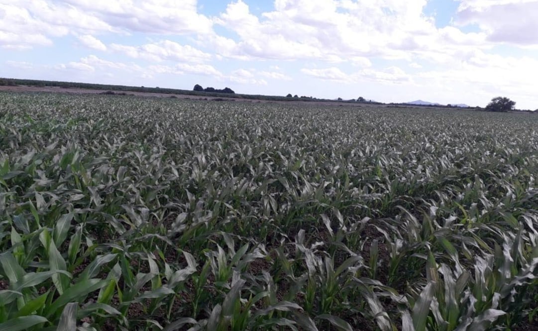 Maiz quemado en Sonora (Foto: especial)