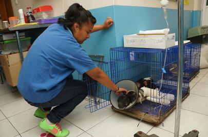 Se recupera perrita “Luna” en Oaxaca; piden donativos para hospitalización