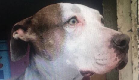 Piden justicia para “Laika”: Hombre mata a machetazos a una perrita en calles de Iztapalapa