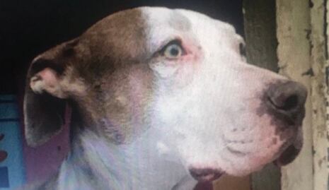 Piden justicia para “Laika”: Hombre mata a machetazos a una perrita en calles de Iztapalapa