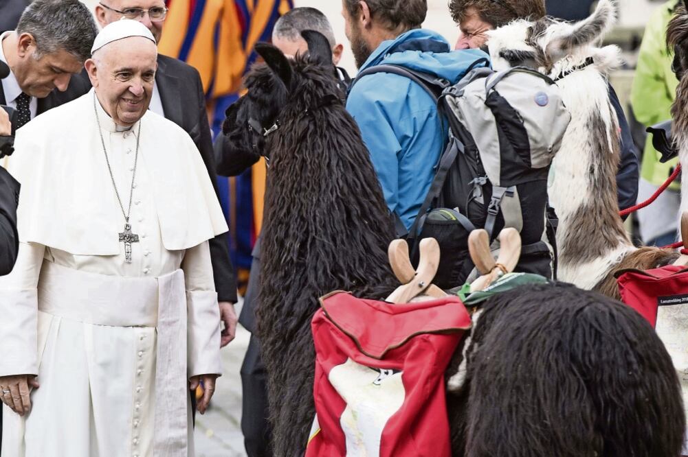 El papa Francisco se acerca a una llama y a su criador, previo a la audiencia general de los miércoles en la Plaza de San Pedro en el Vaticano (CLAUDIO PERI. EFE)