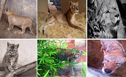 Semar y Profepa trasladarán 11 animales a santuario de EU