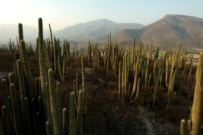 20 datos curiosos sobre Tehuacán-Cuicatlán, nuestro nuevo Patrimonio Mundial