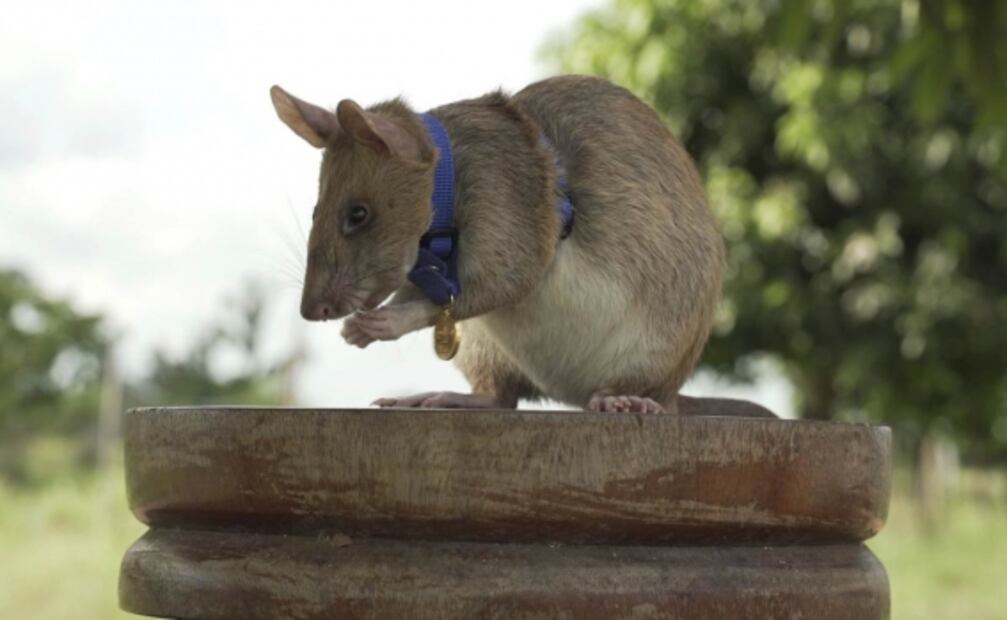 Magawa, una rata detectora de minas, premiada en el Reino Unido por su valor
