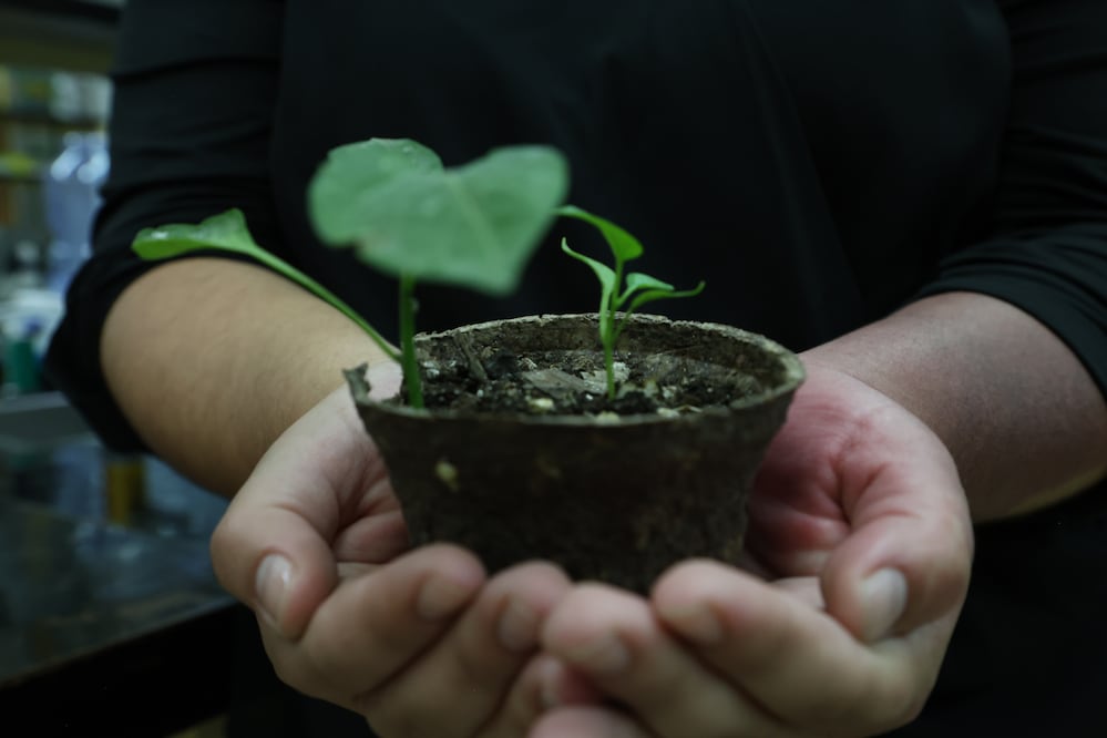 Universitarios convierten residuos sanitarios en macetas biodegradables. Foto Paola Reyes